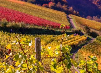 Défiscalisation : la vigne, une valeur sûre ?